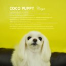 꼬야애견 이미지