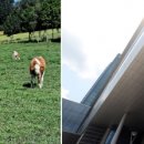 한우사육농장 이미지