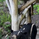 의신 베어빌리지 이미지