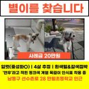 핑크색목걸이착용한채 실종된 강아지를 찾습니다! 산책중 줄을 놓쳐 실종되었다고 합니다. 이미지