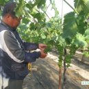 향기포도농원 이미지