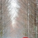 메타세쿼이아랜드 이미지