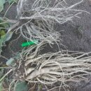 성은비료 이미지