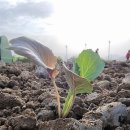 태호네농장 이미지