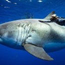 속삭임 | 넷플릭스 다큐 영화 - 상어의 속삭임 (2025.06) 후기