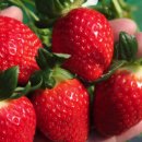 혜숙농장 이미지