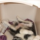 백일켄넬 이미지