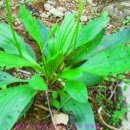 (주)질경이 이미지