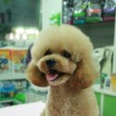 퍼피맘