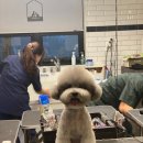 바닐라 애견샵 이미지