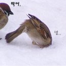 참새