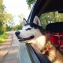 회원종합동물병원 이미지