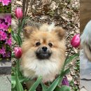 댕댕 하우스 이미지