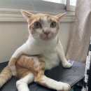 배방읍 고속철대로 이미지