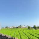 거기벵디 이미지