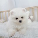 오아이펫 이미지