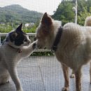 구룡동길 Daum카페
