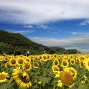 난정리(해바라기정원) 이미지