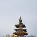 홍성지역 국화축제에서.. 이미지