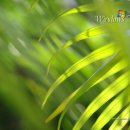 비스타(VISTA) 이미지