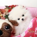 예쁜강아지 이미지