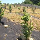 미정농장 이미지