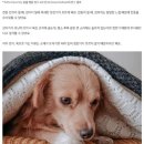 천둥칠 때 강아지가 떠는 이유 이미지