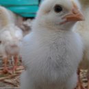 명품축산 이미지