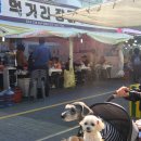 중원 | 진해군항제 애견동반 후기 | 중원로터리 군항빌리지 먹거리 장터 + 미카엘셰프 미트볼 솔직후기