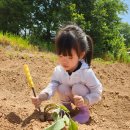 고구마 파종& 숲놀이터 이미지