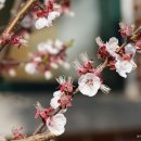 개살구나무 Prunus mandshurica (Maxim.) Koehne 이미지