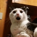 타이어신발보다싸다 이미지