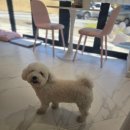 방긋웃개 이미지