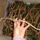 자연산 장생도라지 상황버섯 천연항암제 능이버섯 배송완료[폐암말기환자] 이미지