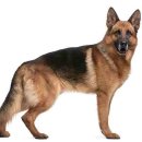 깐쵸네 애견서비스 이미지