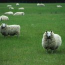 햄스터농장 이미지