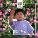 한밭가방 | 도심 속 초록빛 힐링, 대전 한밭수목원 주말 나들이 장미원 풍경
