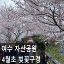 동서공원 | 여수 자산공원 벚꽃 4월 방문 후기, 오동도 동백 끝나도 가볼 만한 이유