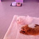 토토펫 하우스 이미지