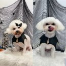 유주펫 이미지