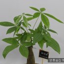 황토꽃집