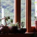 들국화(만수)마을 이미지