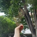 석주축산 네이버블로그