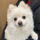 베리독하우스 애견유치원 & 애견호텔 부천점 네이버블로그