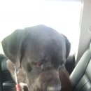 한결같은 동물병원 이미지