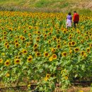 난정리해바라기축제 220906 이미지