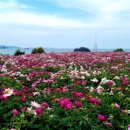 진성 태양광발전소 이미지