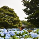 혼인지마을 | [어쩌다 쓰는 육아일기] 제주의 6월은 수국수국 했어요