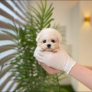 아이러브 독 이미지