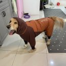 도그도마 이미지